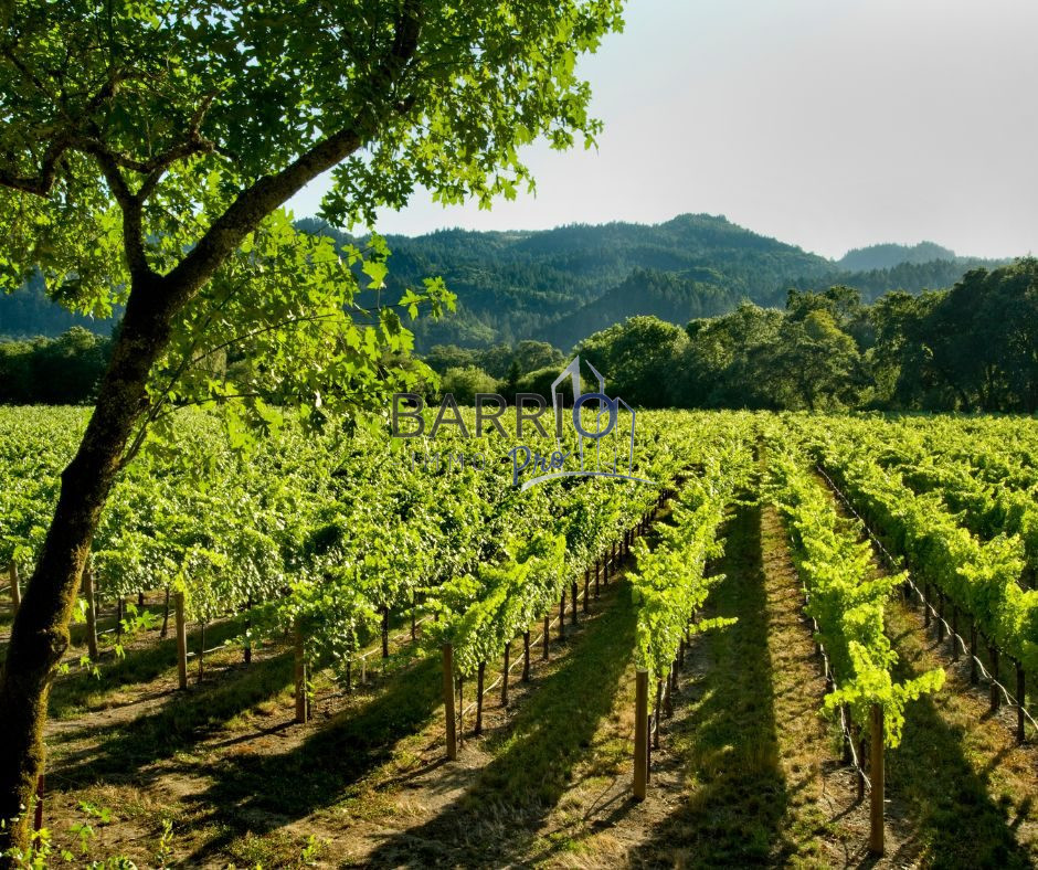 Fonds de commerce à vendre - Exploitation agricole - Banyuls-Sur-Mer (66650) ...